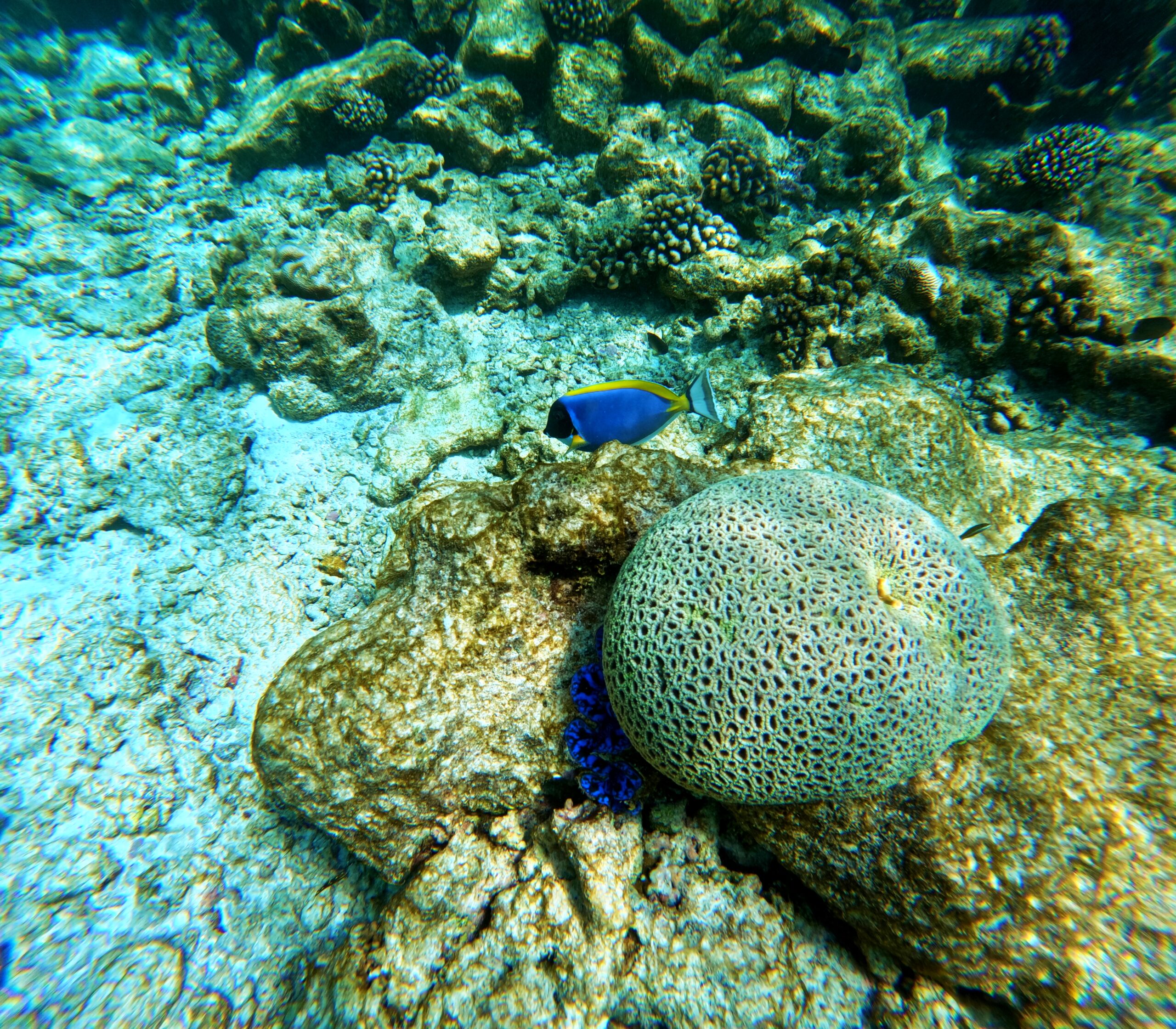 Pesce chirurgo blu su fondale maldiviano